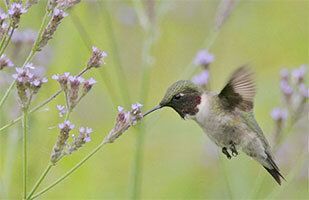 Building a Bird Habitat