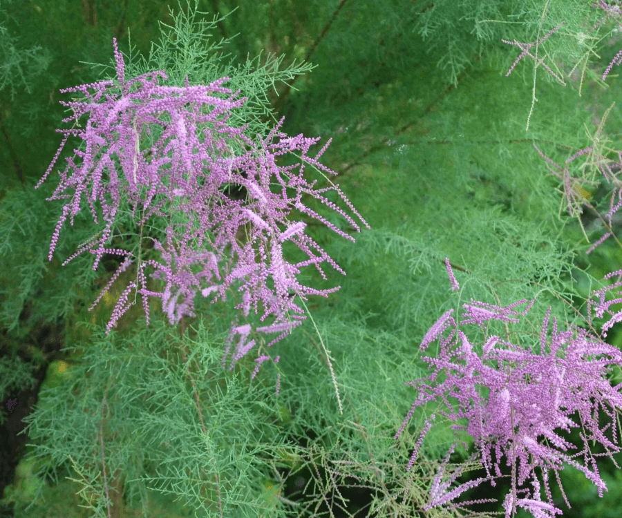 Salt Cedar