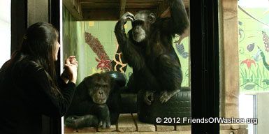 Mary Lee interacts with Tatu and Loulis.