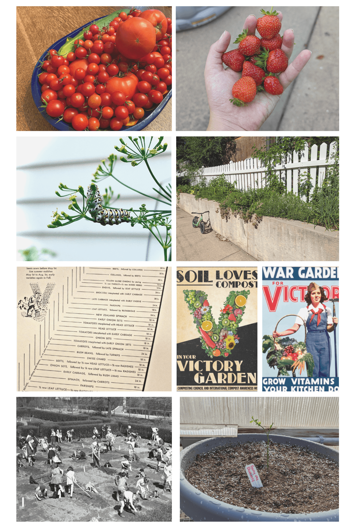 Hanna's tomato crop, Sarah's strawberry crop, Monarch caterpillar on dill, Sarah's retaining wall garden, Victory Garden for family of five, Soil Loves Compost poster, Grow Vitamins poster, Ben Franklin Elementary Victory Garden, Barry the Blueberry Bush