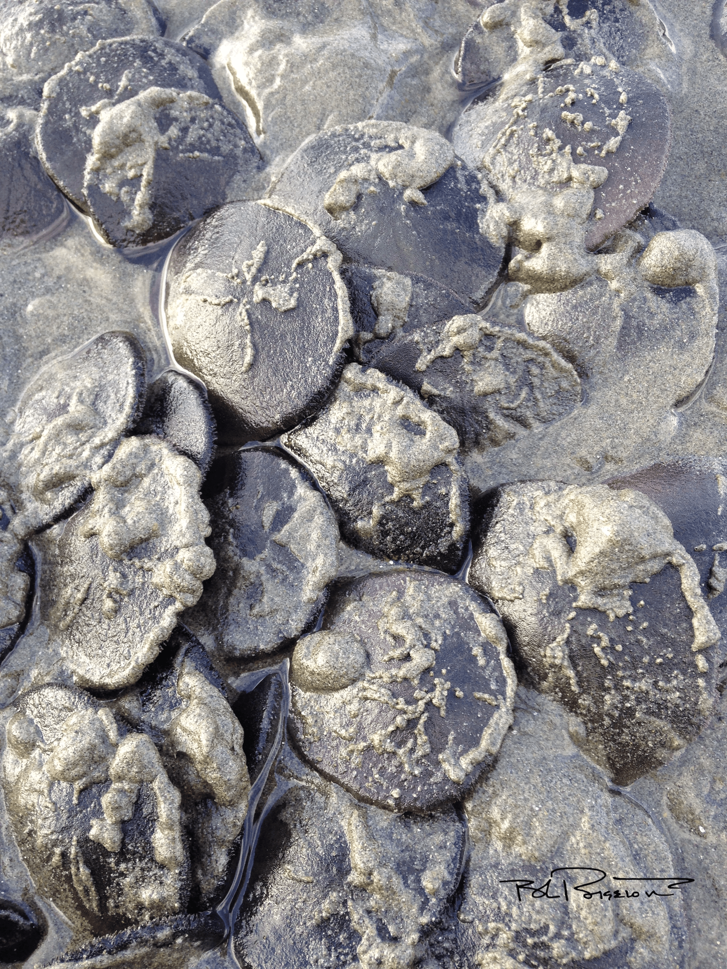 Sand Dollars 1