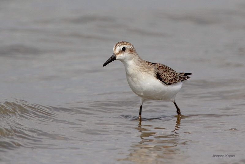 Semipalmated Sandpiper