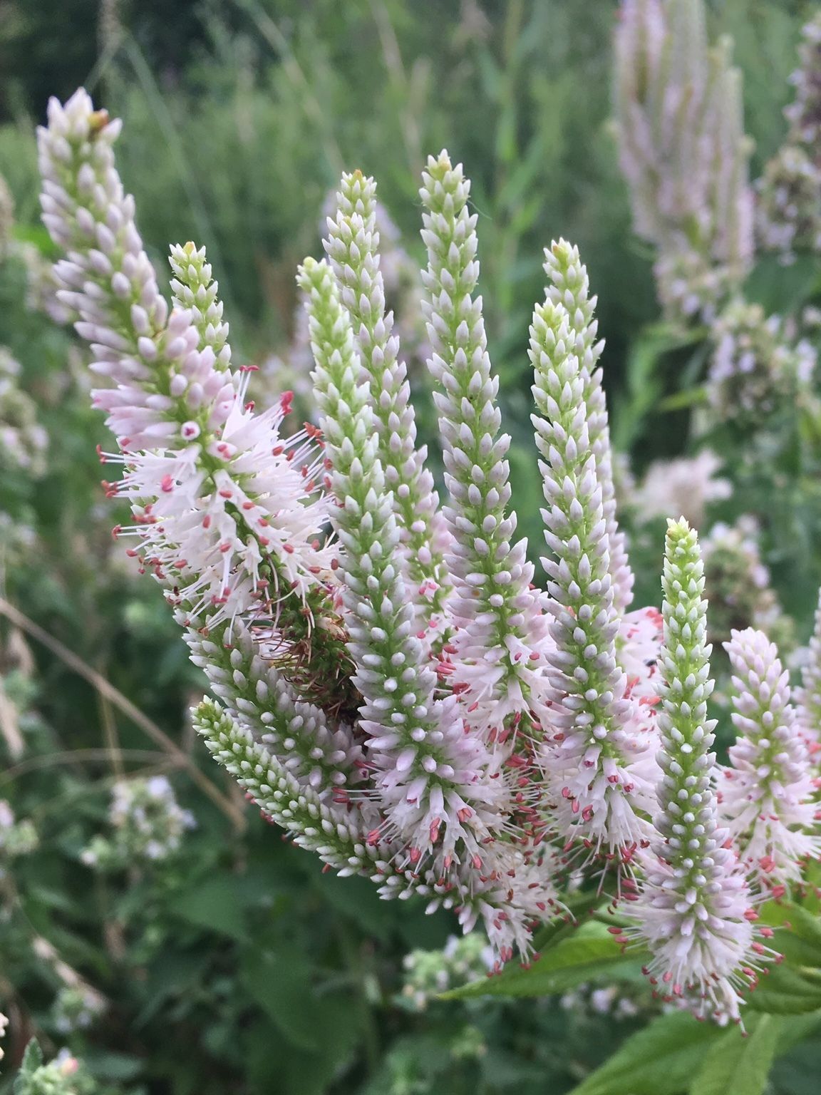 Bright magenta rose marvel salvia.