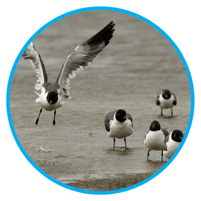 Birding Classes at the Field Station