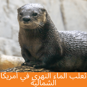 North american river otter
