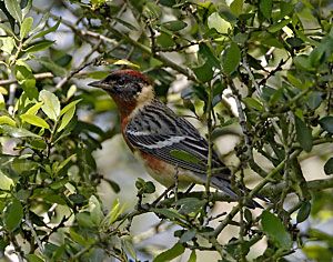 Beak of the Week: Bay-breasted Warbler