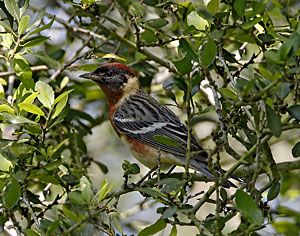 Bay-breasted Warbler