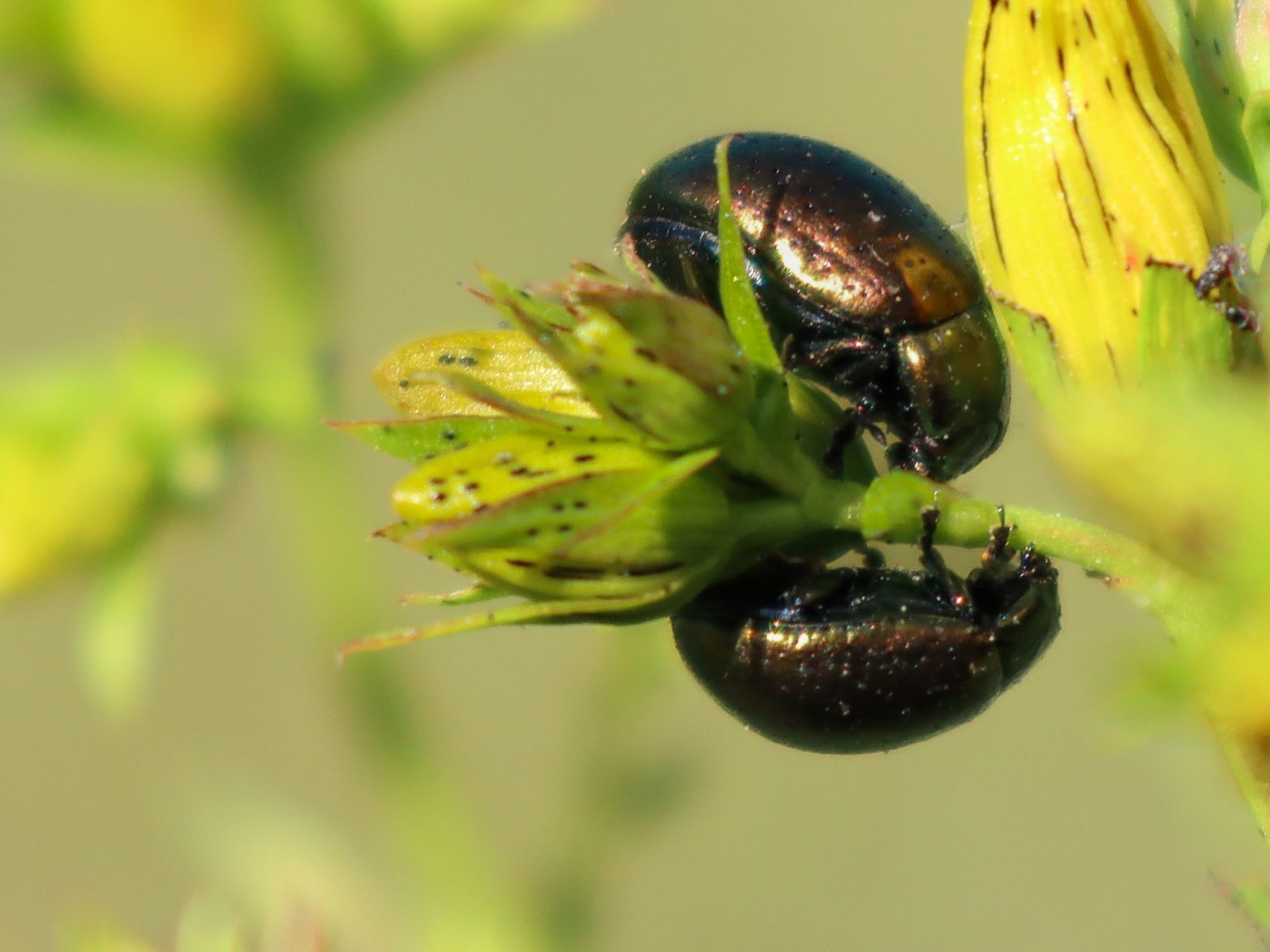 Klamath Beetles