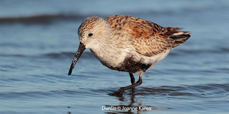 Dunlin