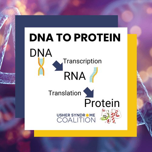 A diagram showing DNA going to transcription to become RNA, which then goes through translation to become protein