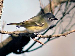 Blue-headed Vireo