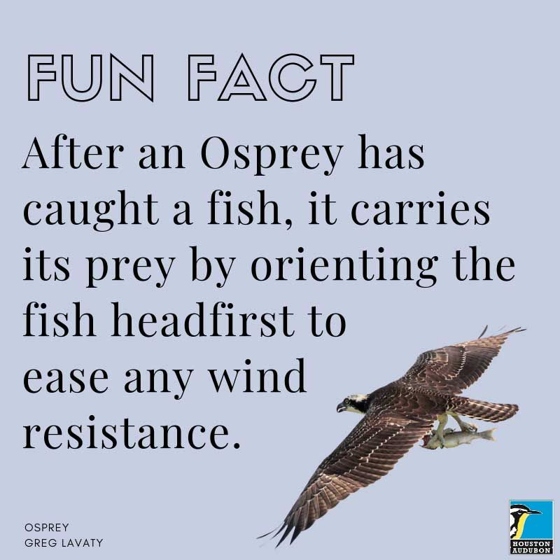 Fun fact about ospreys