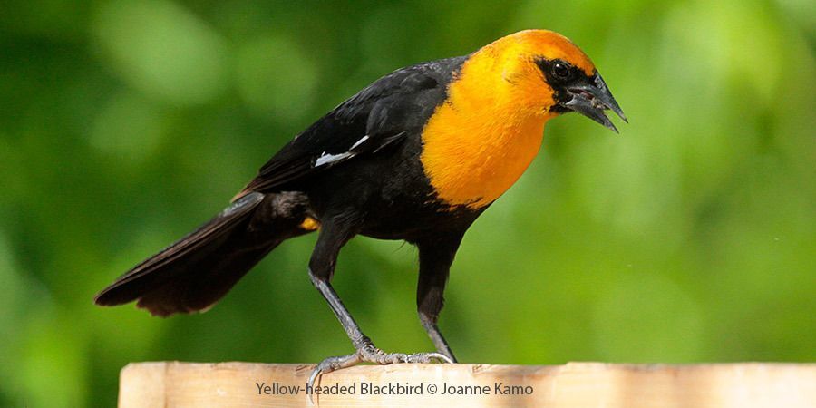 Yellow-headed Blackbird