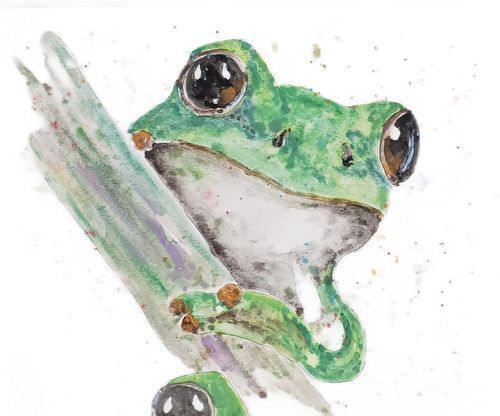 A green frog with whitish underbelly is sitting on a small branch. Is bulbous eyes are brownish with black center.