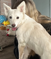 Nala