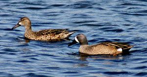 Blue-winged Teals (female and male)