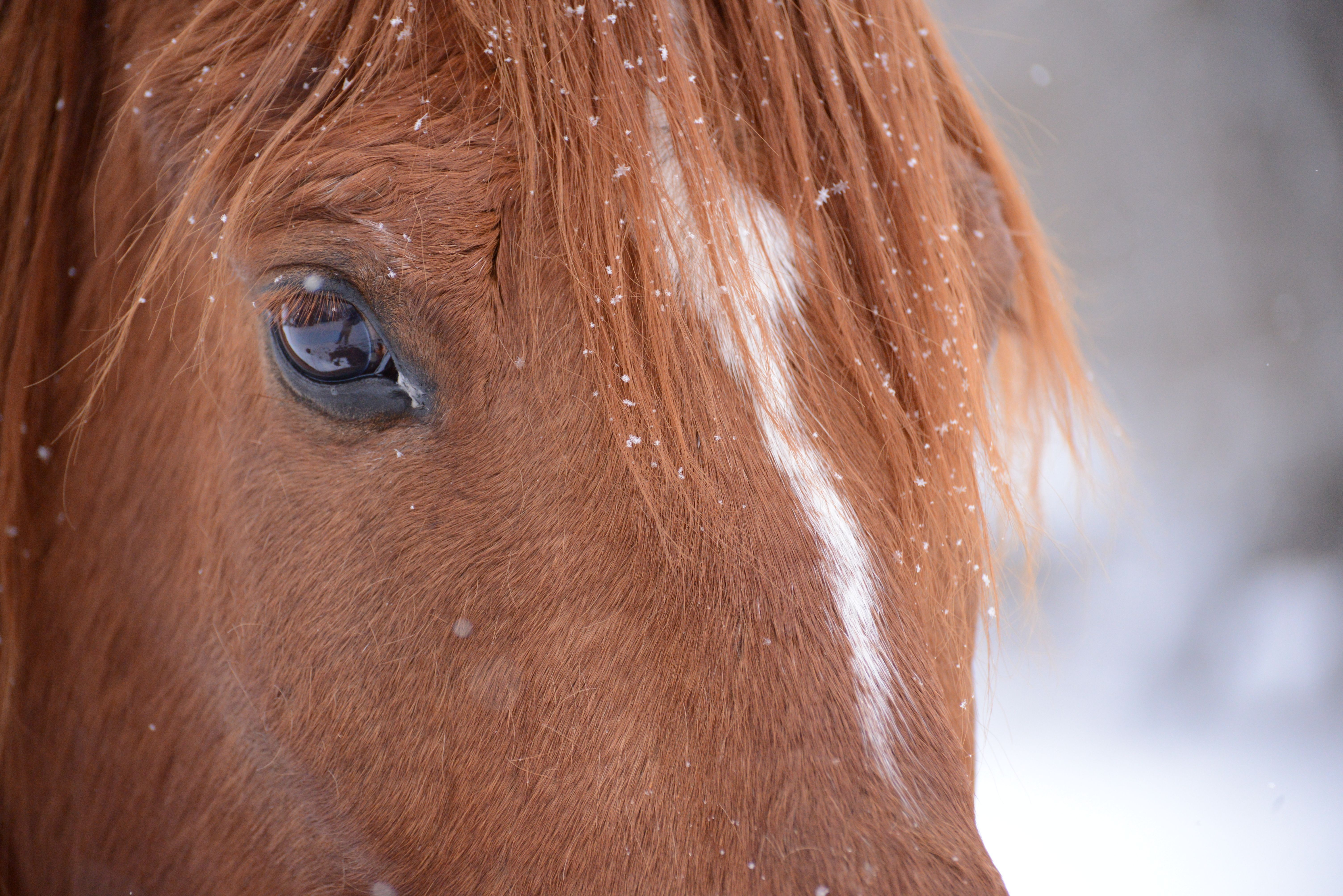 Our Equine Therapists