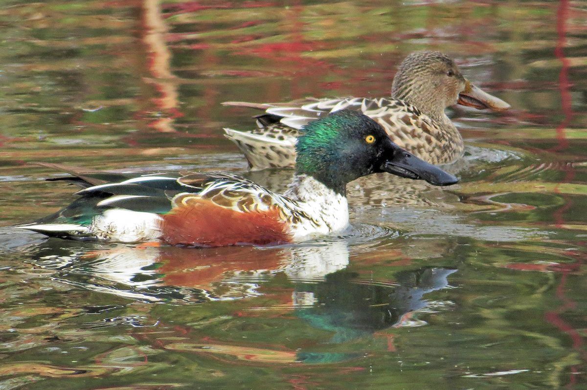 Discover the wonder of ducks this spring