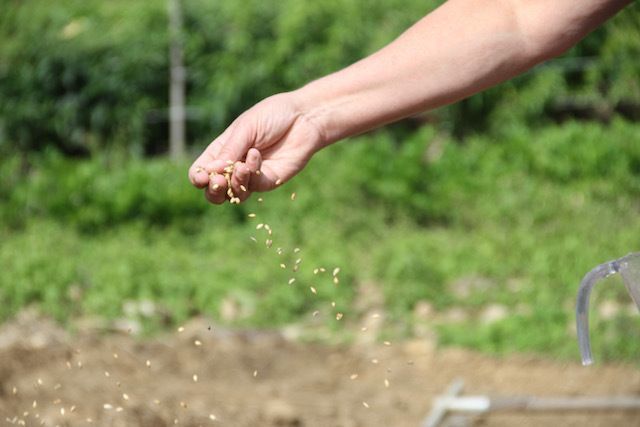 In the Ground: Growing Small Grains on the Home Farm