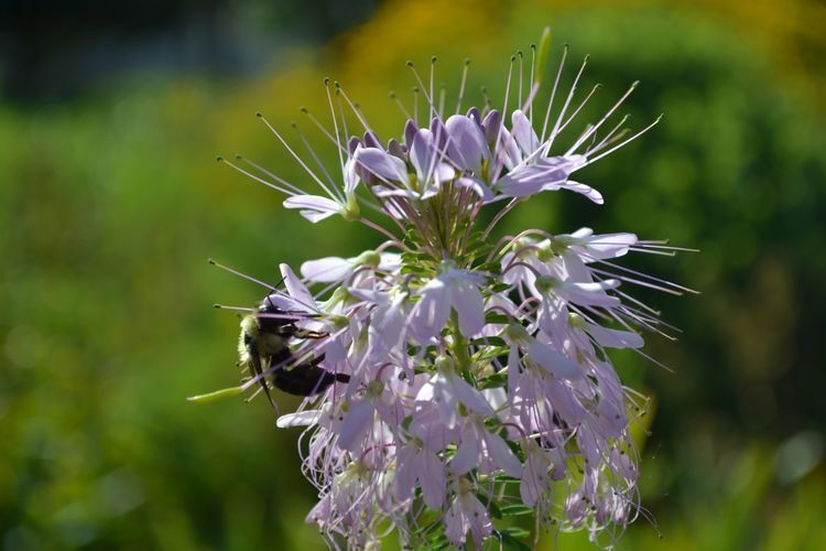 A bumble bee hunts for nectar on a lavender bloom. 