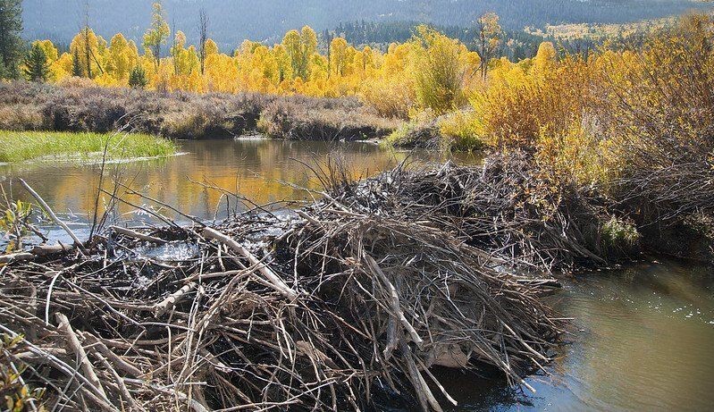 Beaver dam blocking waterway and creating a pond