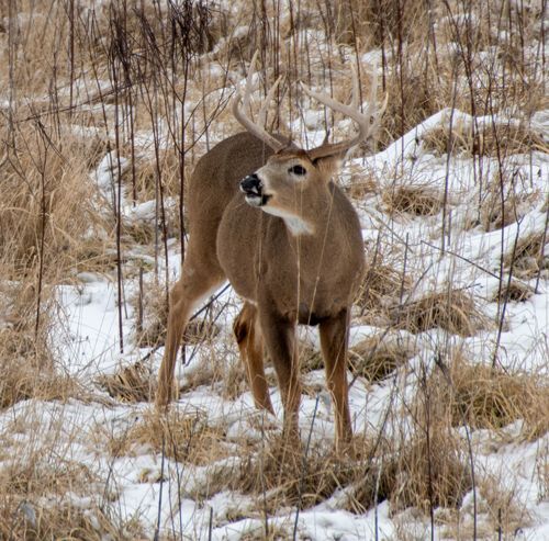 Ohio hunters checked 213,928 deer during the 2023-24 hunting season that concluded on Sunday, Feb. 4