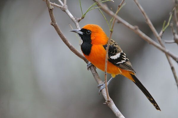 Hooded Oriole