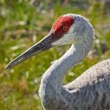 Sandhill crane's have distinct red foreheads.