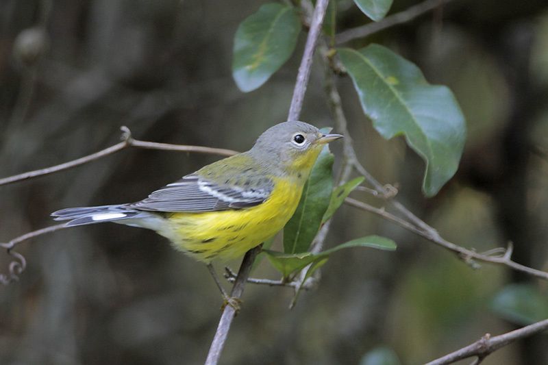 Magnolia Warbler