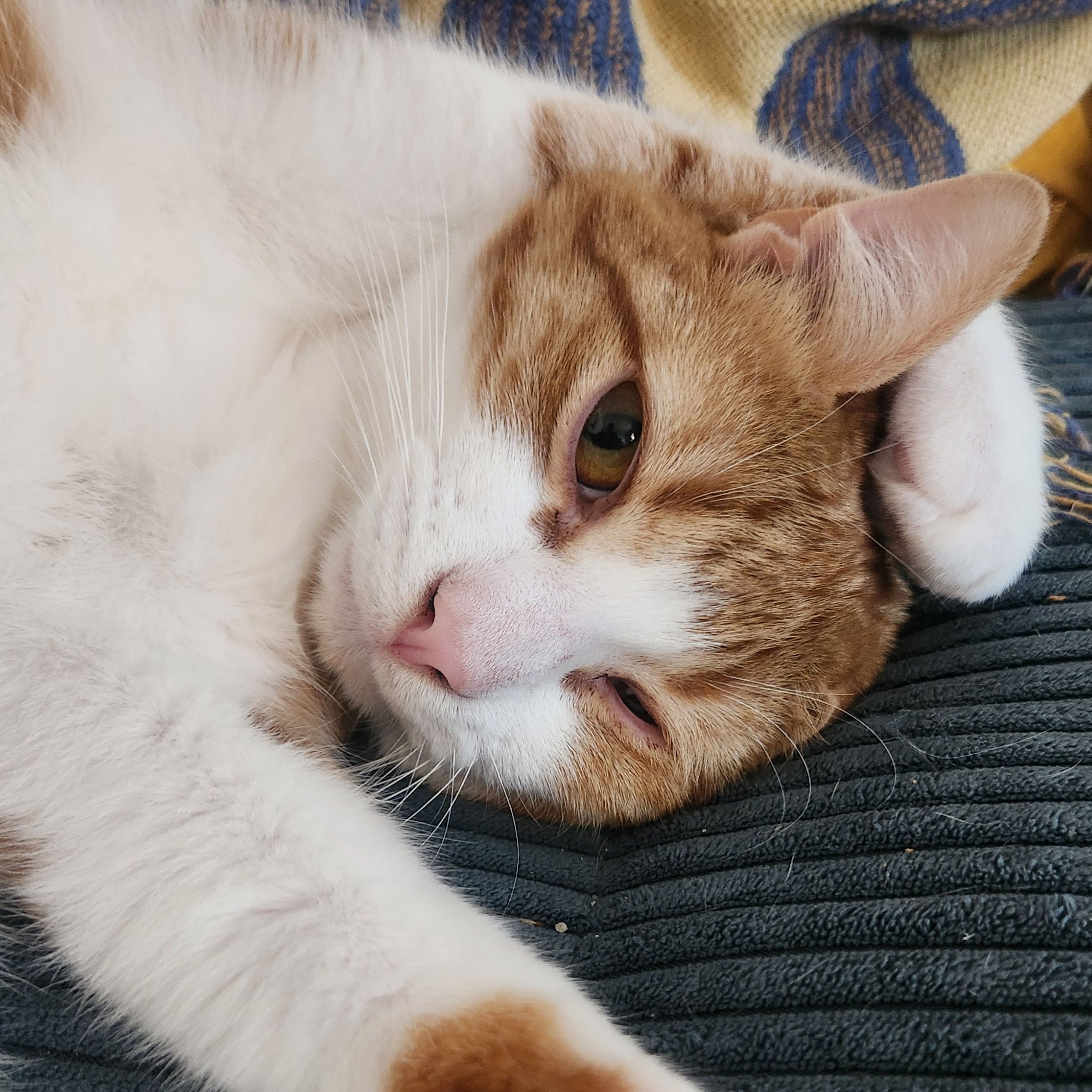 Nacho
