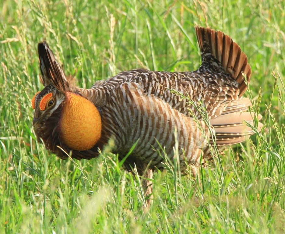 Attwater’s Prairie-Chicken