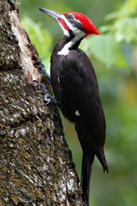 Pileated Woodpecker (male)