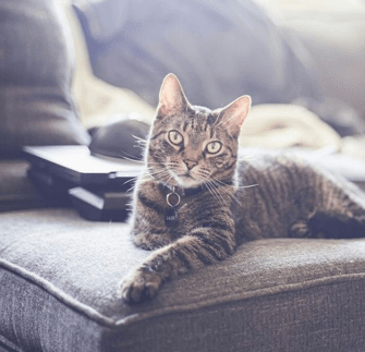 Cat on couch