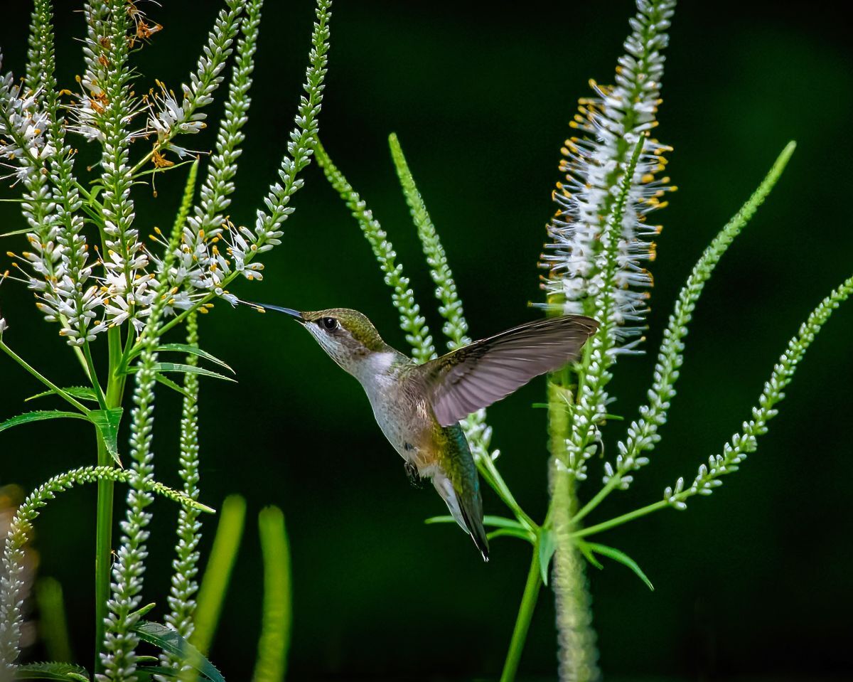 Hummingbird by Tom Wojick