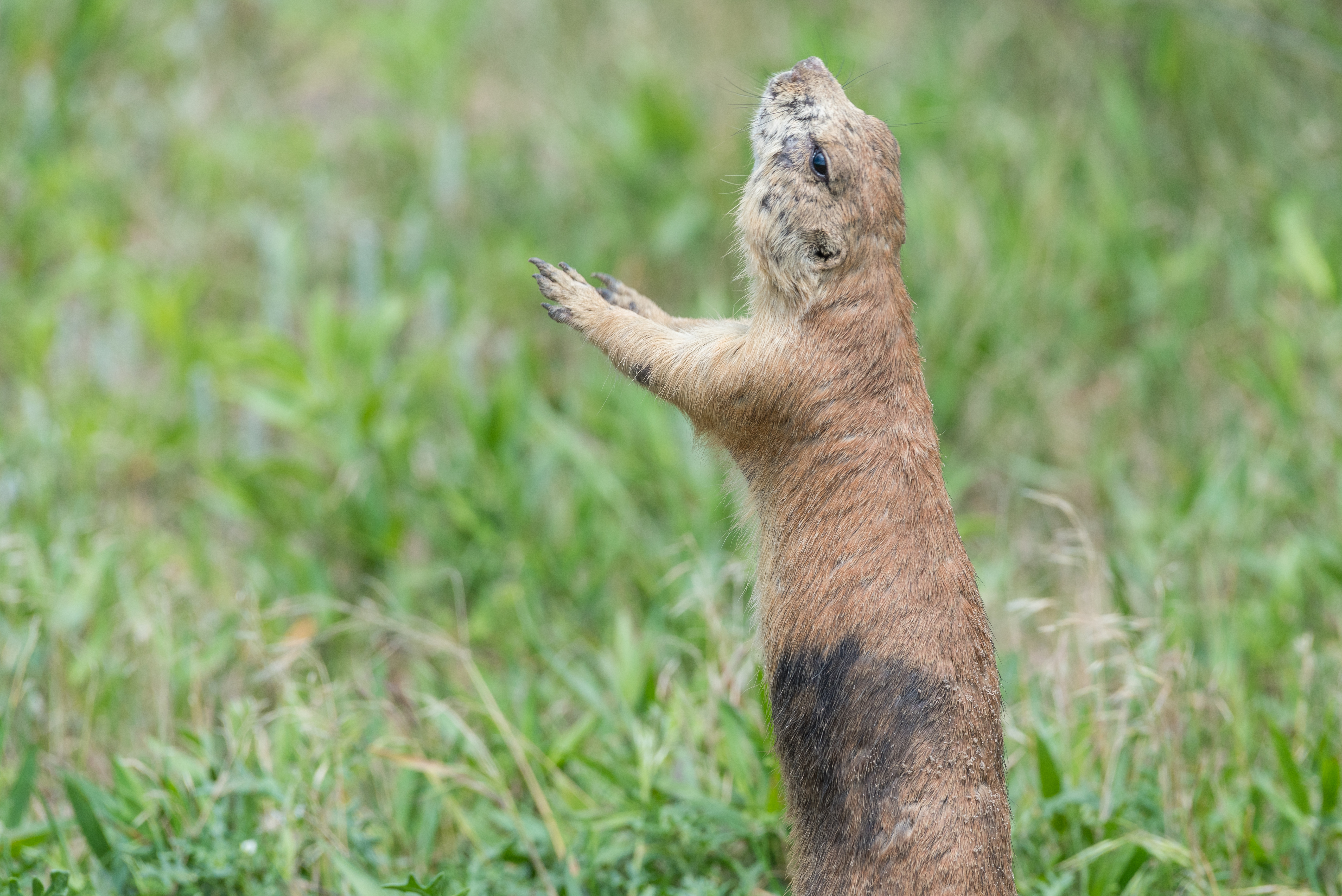 Wildlife Rescue, Rehabilitation & Education in Nebraska