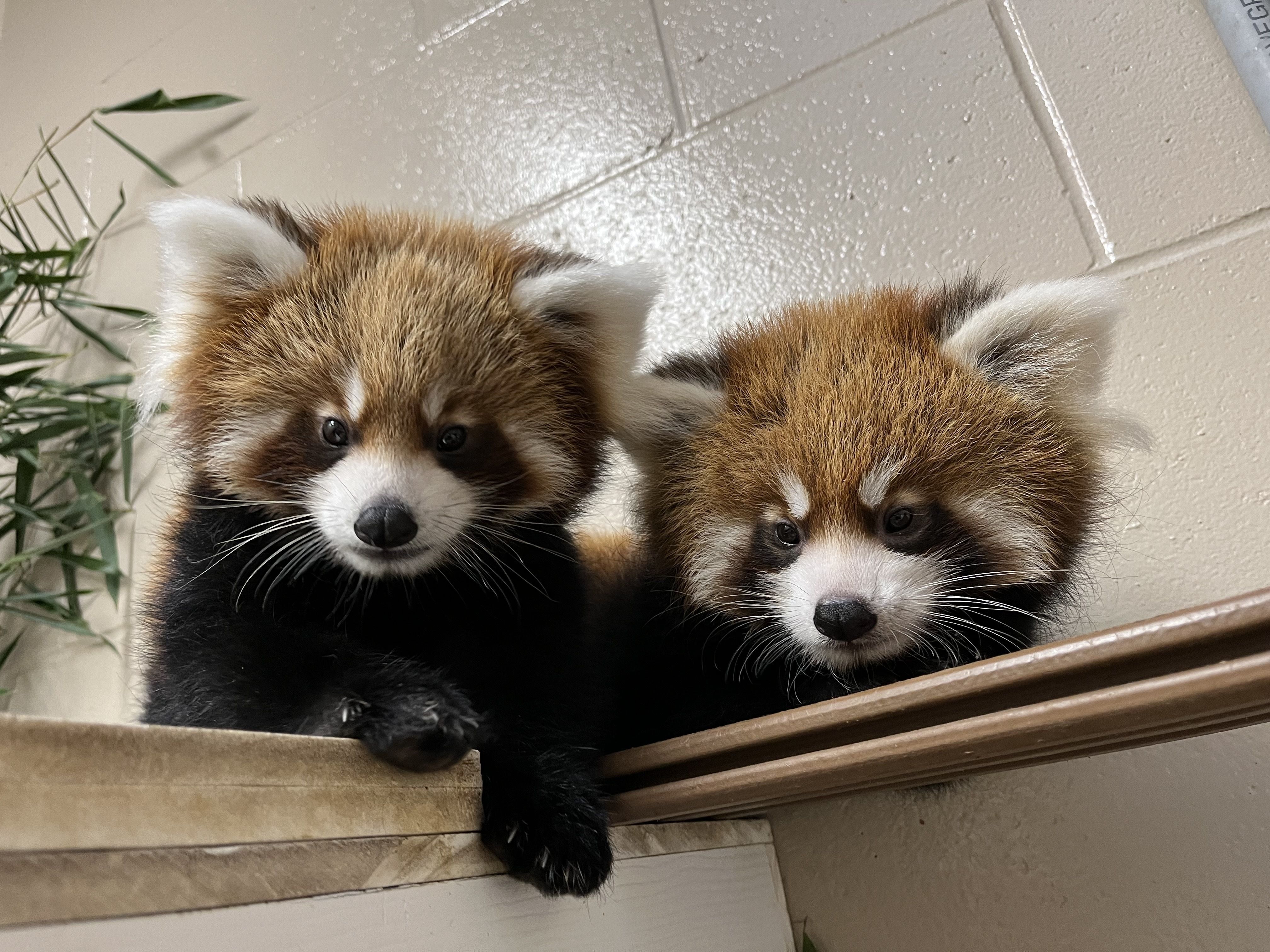 Red Panda Triplets