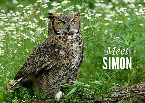 Meet Simon, Education Ambassador