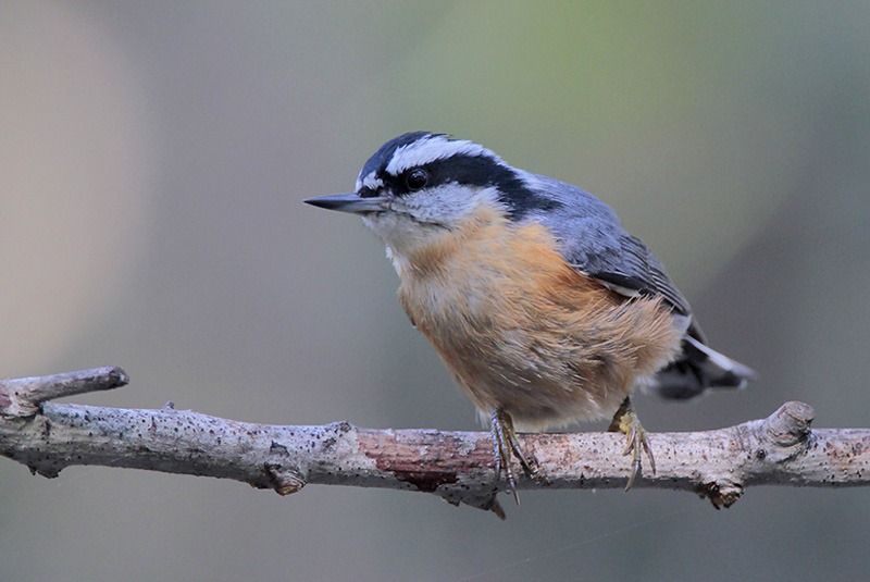 Red-breasted Nuthatch