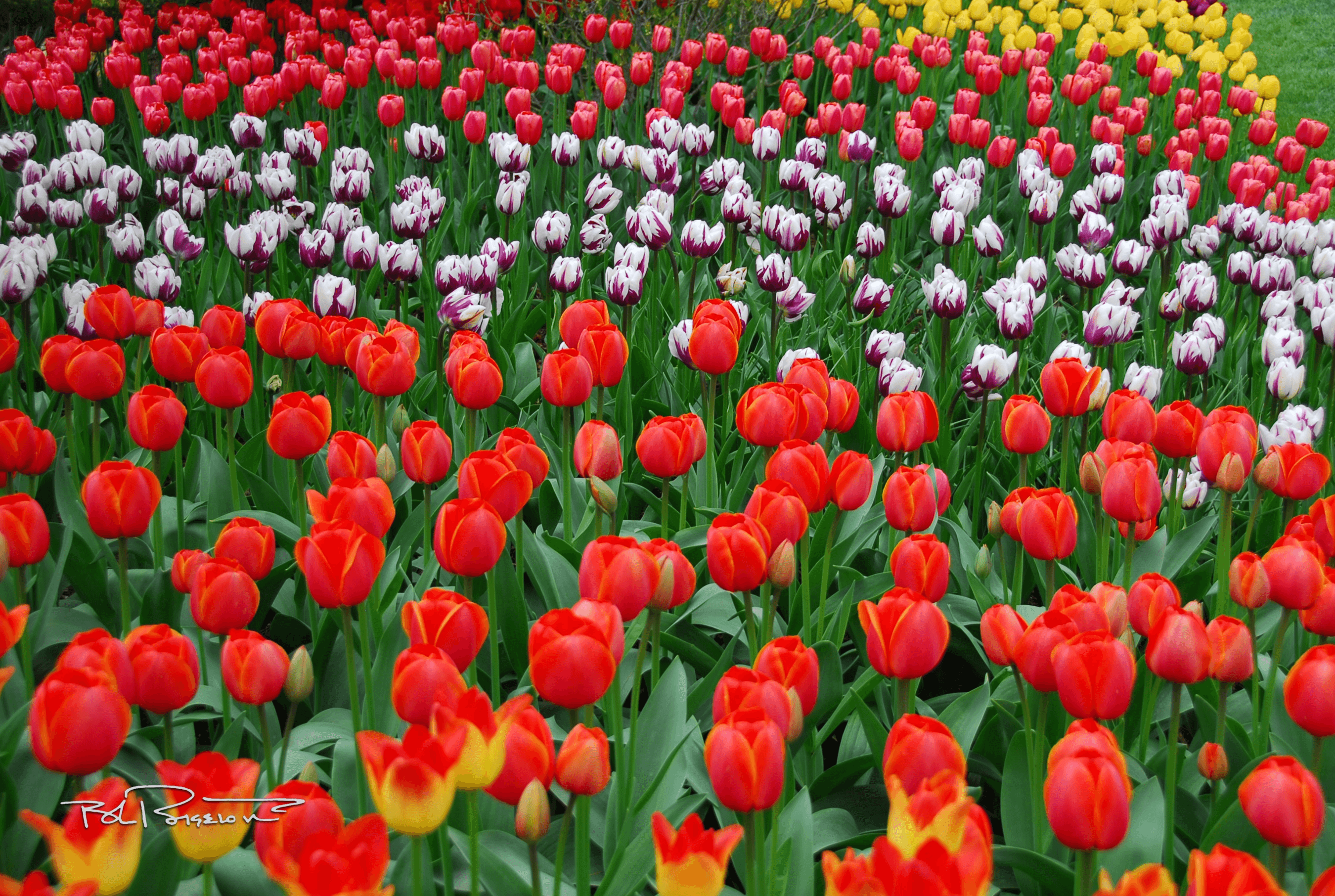 Tulips