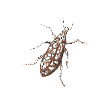 Montana Biological Weed Control Coordination Project (MTBCP)