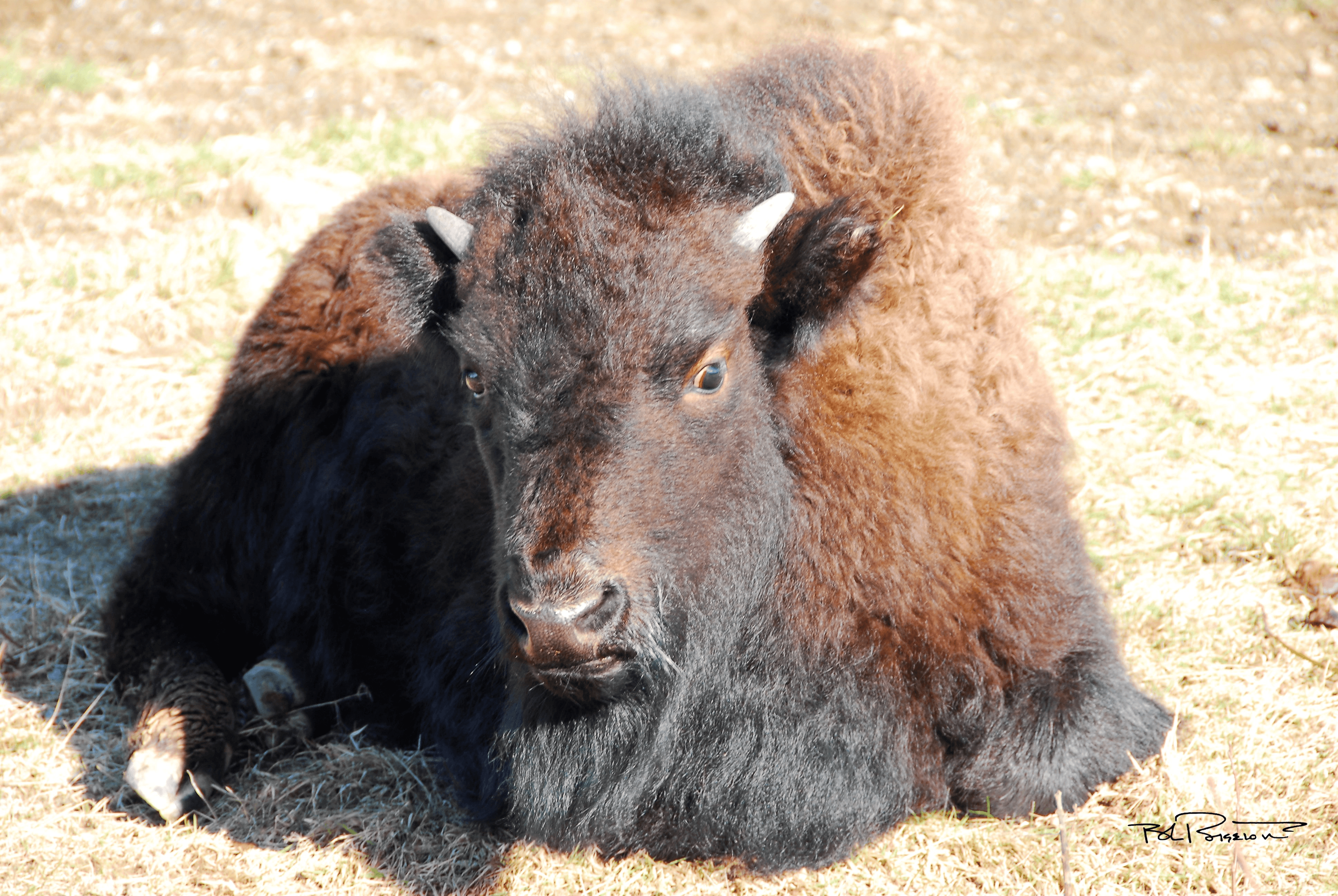 Bison