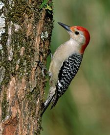 galleri fiber Indgang Red-bellied Woodpecker | Bird Gallery | Houston Audubon