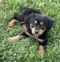 Gloria - ADOPTED