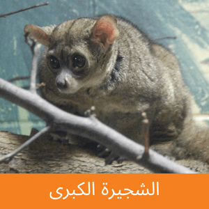 Greater Bushbaby
