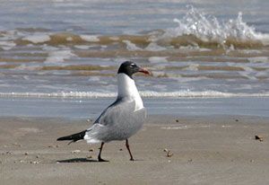 Laughing Gull (adult, breeding plumage)