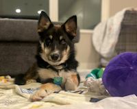 Kiwi - ADOPTED