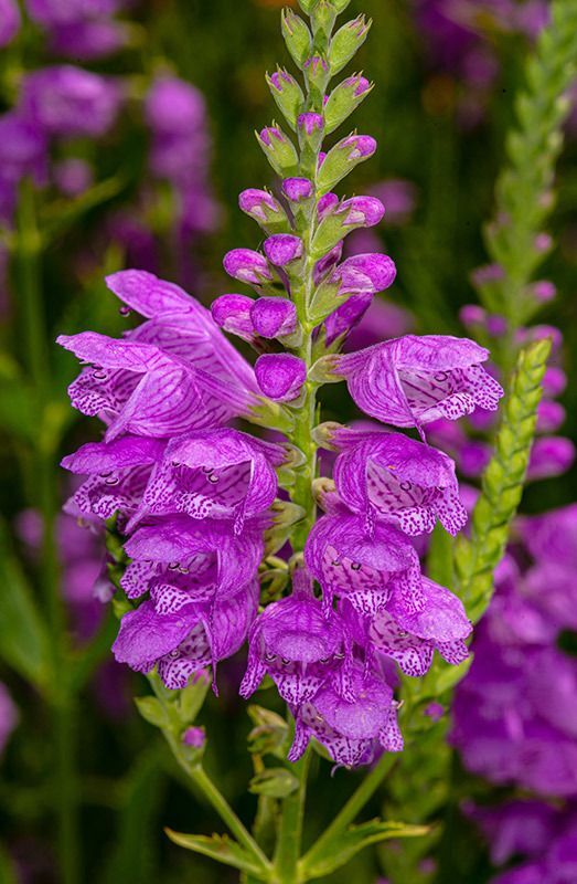 Fall Obedient Plant