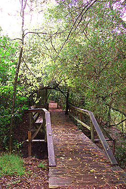 Trail