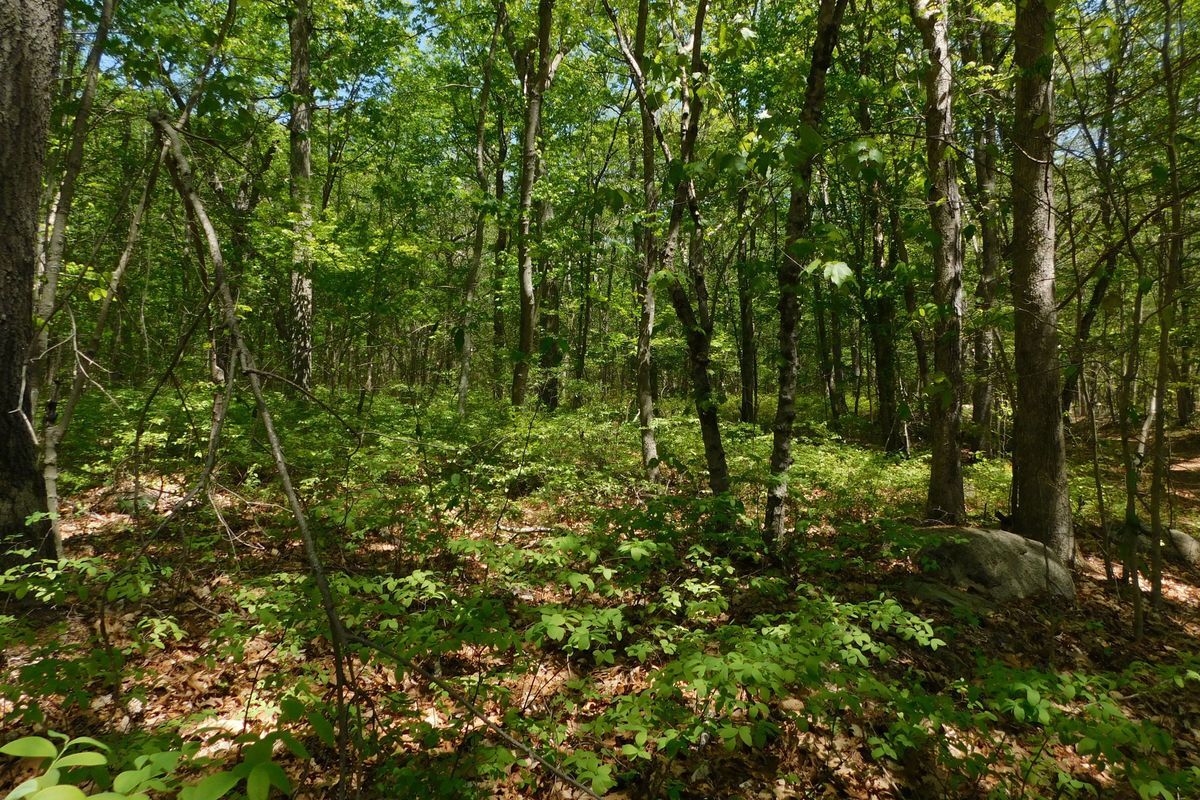 A sun-dappled, tree-dense Audubon Congdon Wood Wildlife Refuge.