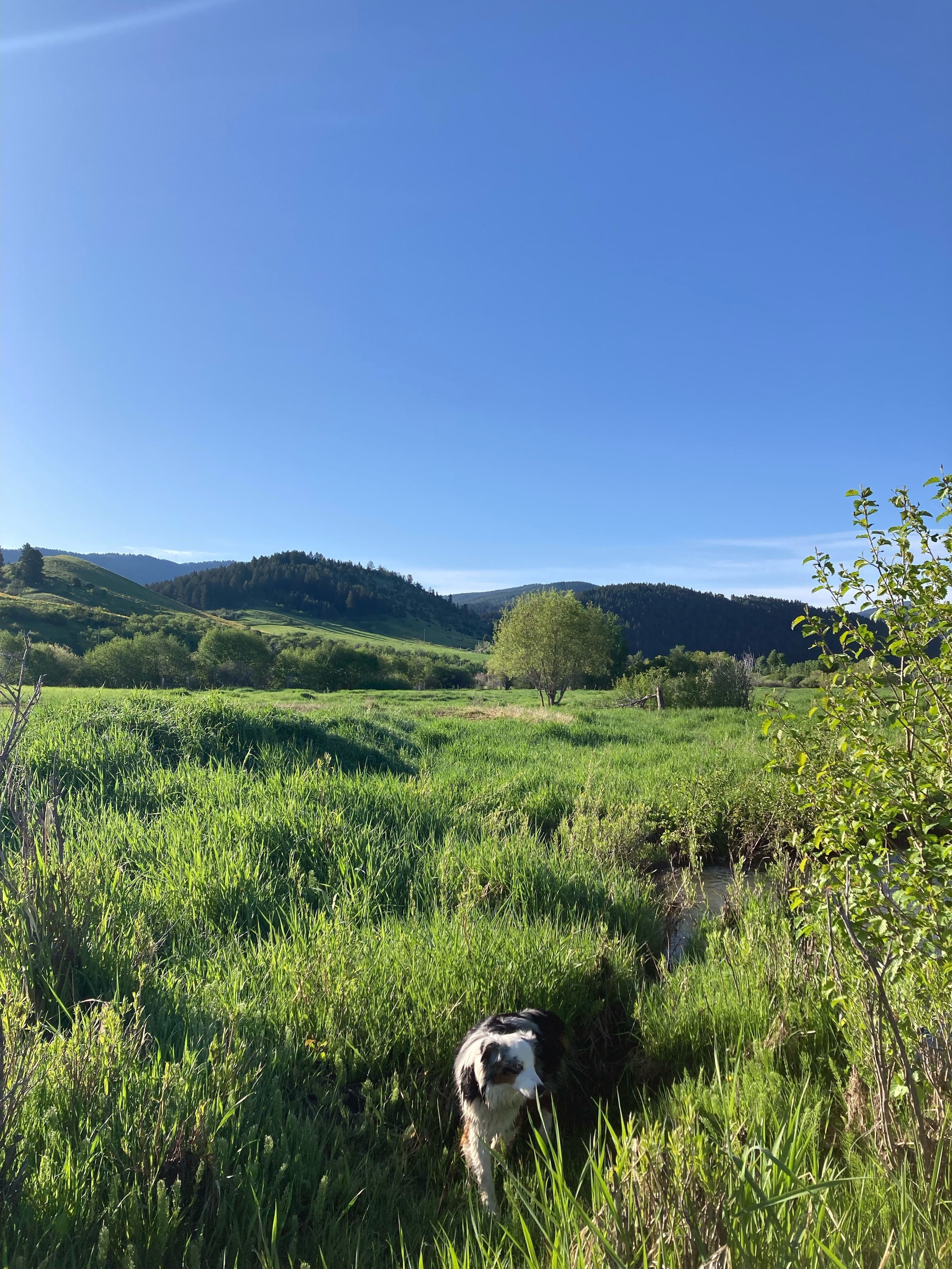 A view of a grassy field and blue sky with a white and gray dog in the foreground.